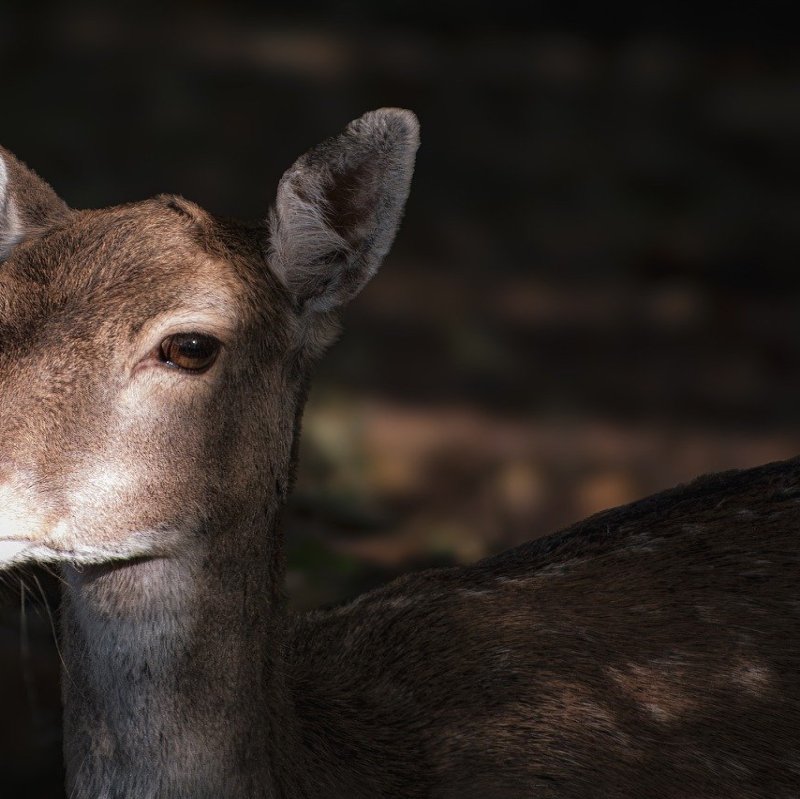 deer portrait